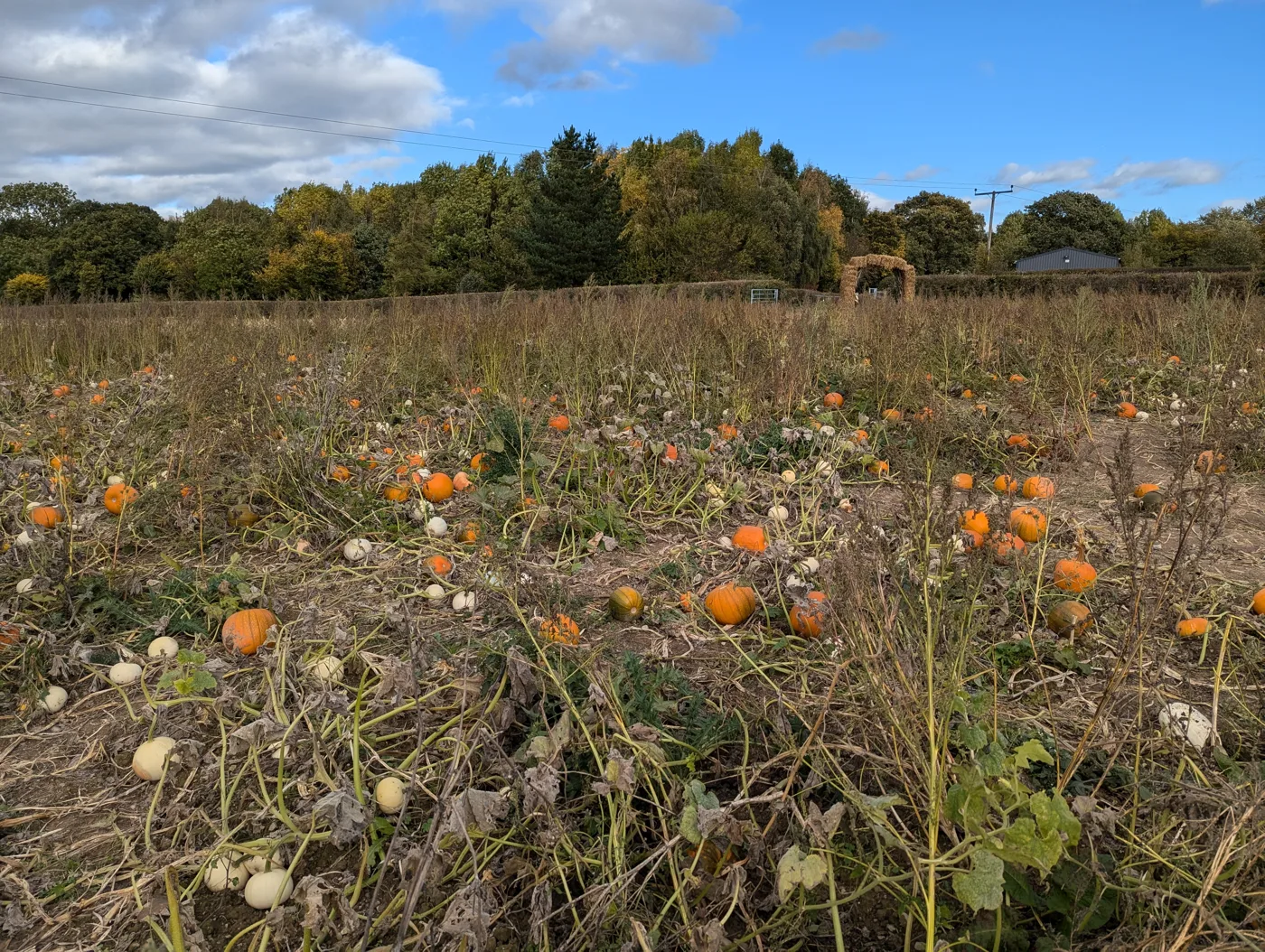 Banbury Halloween: Two Pumpkin Farms Open, £6 Entry